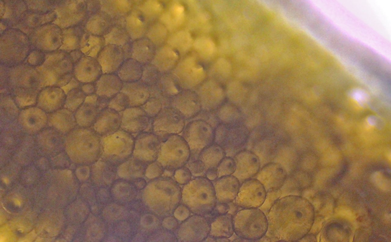 Il velluto venuto dal mare:  l''alga Codium subtomentosum